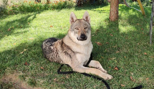 Jagger de Campos y Lobos